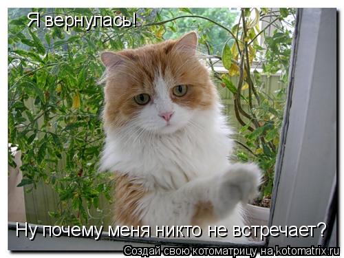 Я вернулась! Ну почему меня никто не встречает?... Котоматрица: Я вернулась! Ну почему меня никто не встречает?