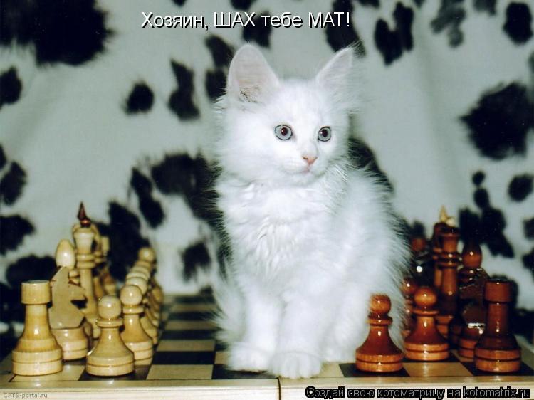 Хозяин, ШАХ тебе МАТ!... Котоматрица: Хозяин, ШАХ тебе МАТ!