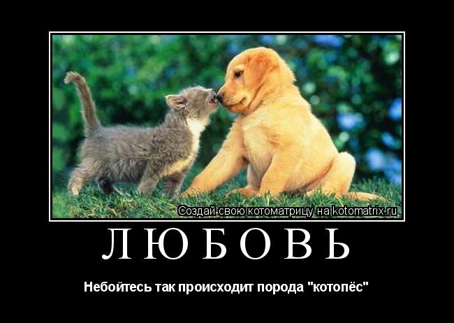 Любовь Небойтесь так происходит порода "котопёс"... Котоматрица: Любовь Небойтесь так происходит порода "котопёс"