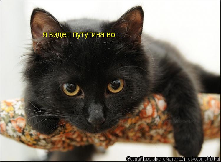 Котоматрица: я видел путутина во...