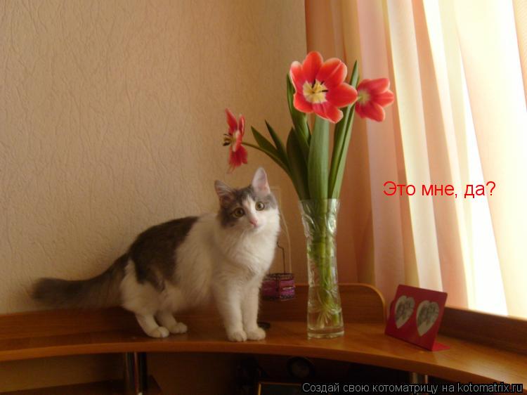 Это мне, да?... Котоматрица: Это мне, да?
