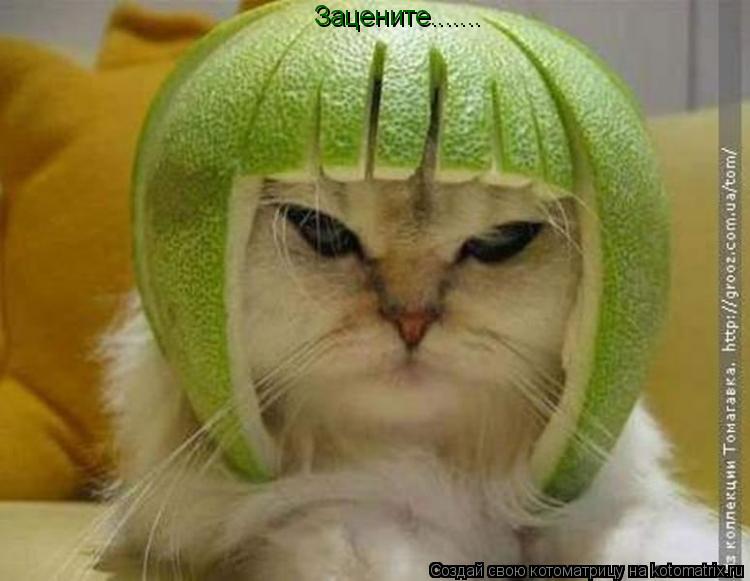 Зацените.......... Котоматрица: Зацените.......