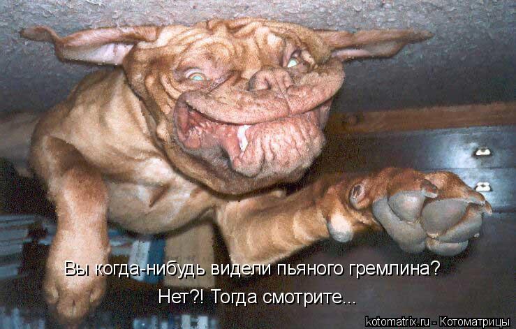 Котоматрица: Вы когда-нибудь видели пьяного гремлина? Нет?! Тогда смотрите...