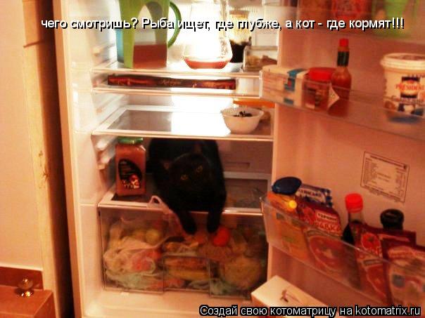 чего смотришь? Рыба ищет, где глубже, а кот - где кормят!!!... Котоматрица: чего смотришь? Рыба ищет, где глубже, а кот - где кормят!!!
