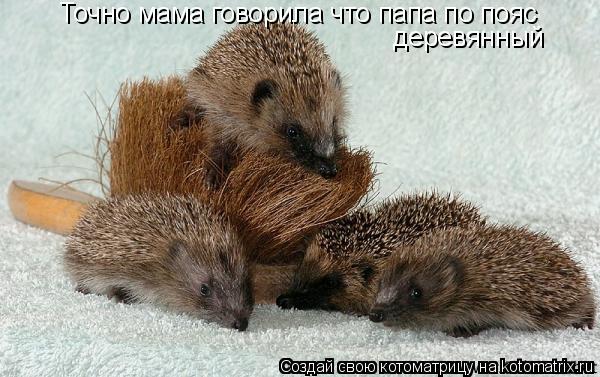 Точно мама говорила что папа по пояс деревянный... Котоматрица: Точно мама говорила что папа по пояс деревянный