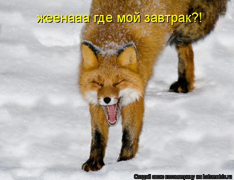 жеенааа где мой завтрак?!... Котоматрица: жеенааа где мой завтрак?!
