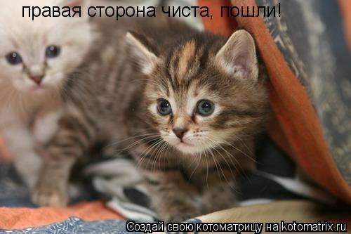 правая сторона чиста, пошли!... Котоматрица: правая сторона чиста, пошли!
