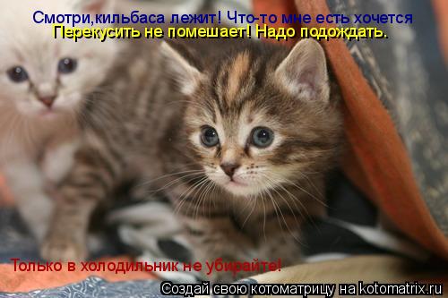 Смотри,кильбаса лежит! Что-то мне есть хочется Перекусить не помешает! Надо подождать. Только в холо... Котоматрица: Смотри,кильбаса лежит! Что-то мне есть хочется Перекусить не помешает! Надо подождать. Только в холодильник не убирайте!