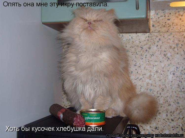 Опять она мне эту икру поставила. Хоть бы кусочек хлебушка дали.... Котоматрица: Опять она мне эту икру поставила. Хоть бы кусочек хлебушка дали.