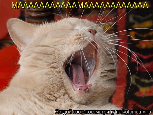МАААААААААААМАААААААААААА... Котоматрица: МАААААААААААМАААААААААААА
