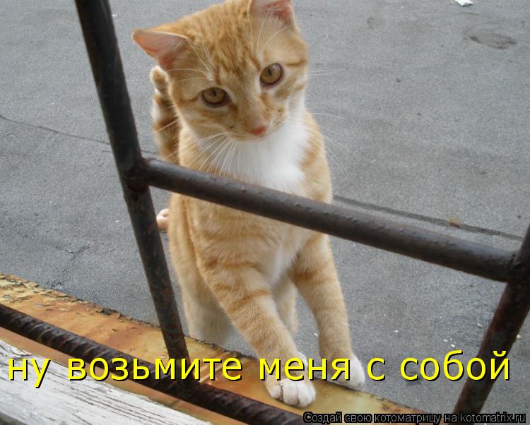 ну возьмите меня с собой... Котоматрица: ну возьмите меня с собой