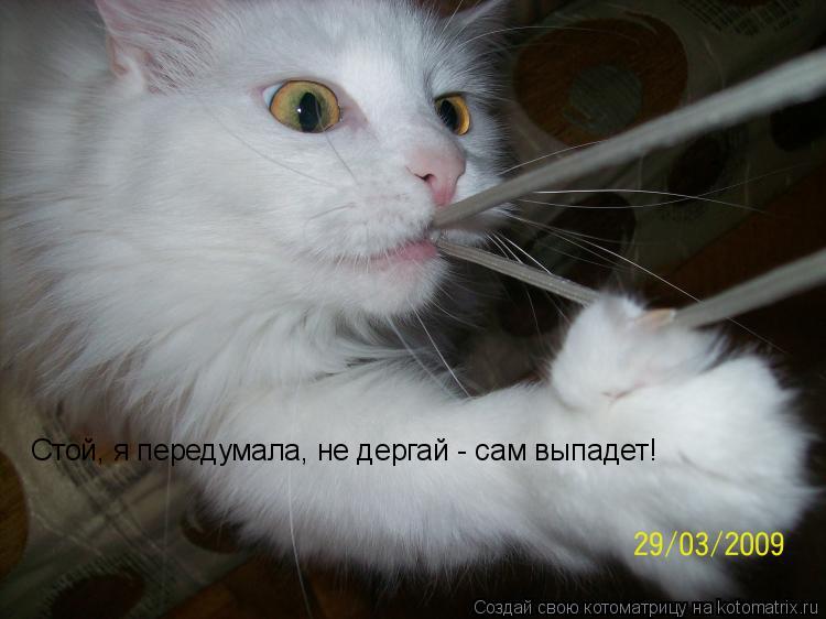 Стой, я передумала, не дергай - сам выпадет!... Котоматрица: Стой, я передумала, не дергай - сам выпадет!
