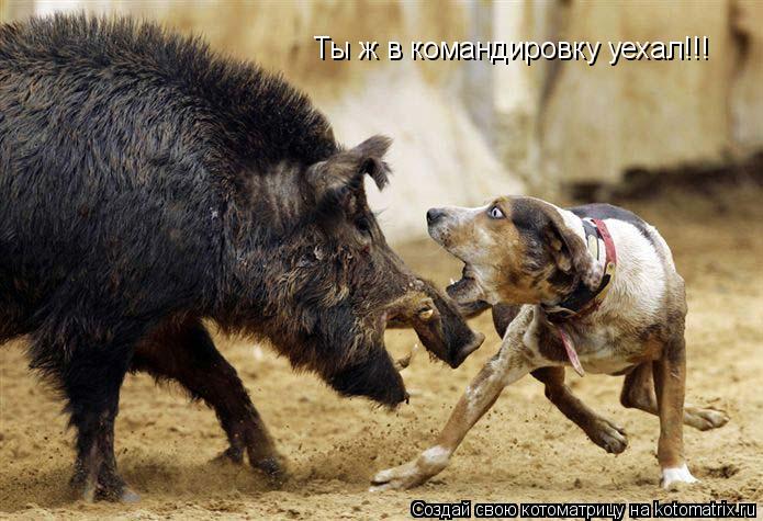 Ты ж в командировку уехал!!!... Котоматрица: Ты ж в командировку уехал!!!