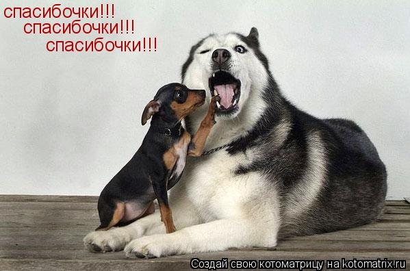 спасибочки!!! спасибочки!!! спасибочки!!!... Котоматрица: спасибочки!!! спасибочки!!! спасибочки!!!