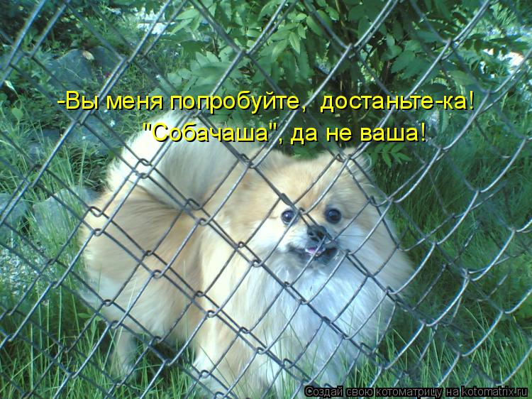 -Вы меня попробуйте, достаньте-ка! "Собачаша", да не ваша!... Котоматрица: -Вы меня попробуйте, достаньте-ка! "Собачаша", да не ваша!