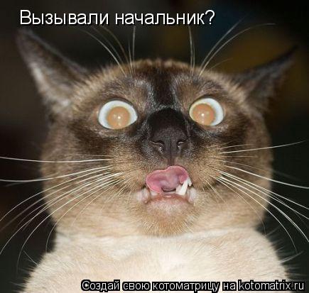 Вызывали начальник?... Котоматрица: Вызывали начальник?
