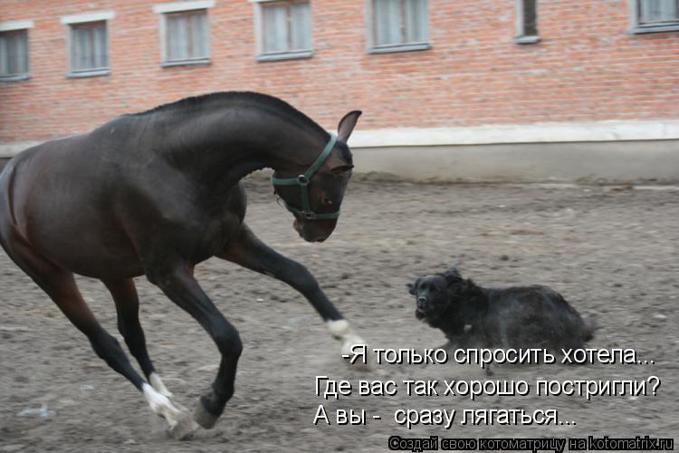 Где вас так хорошо постригли? А вы - сразу лягаться... -Я только спросить хотела...... Котоматрица: Где вас так хорошо постригли? А вы - сразу лягаться... -Я только спросить хотела...
