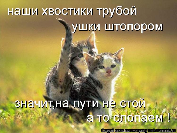 Котоматрица: наши хвостики трубой ушки штопором значит,на пути не стой а то слопаем !