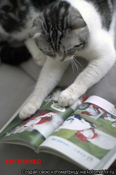 котомикс... Котоматрица: котомикс
