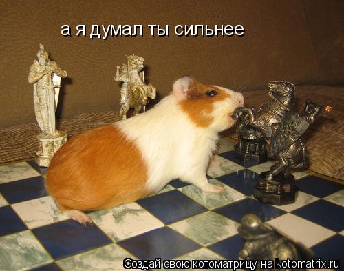 а я думал ты сильнее... Котоматрица: а я думал ты сильнее
