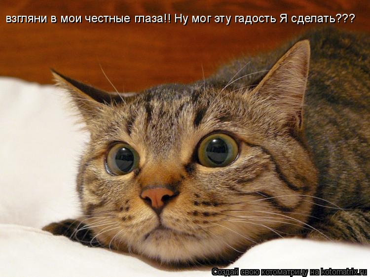 взгляни в мои честные глаза!! Ну мог эту гадость Я сделать???... Котоматрица: взгляни в мои честные глаза!! Ну мог эту гадость Я сделать???