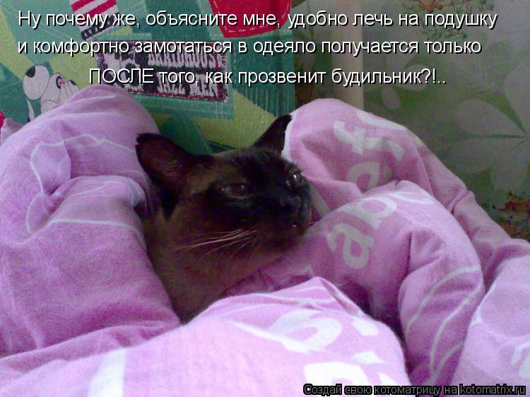 Ну почему же, объясните мне, удобно лечь на подушку и комфортно замотаться в одеяло получается тольк... Котоматрица: Ну почему же, объясните мне, удобно лечь на подушку и комфортно замотаться в одеяло получается только ПОСЛЕ того, как прозвенит будильник?!.