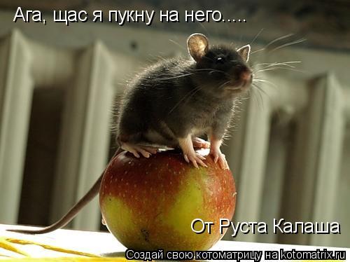 Ага, щас я пукну на него..... От Руста Калаша... Котоматрица: Ага, щас я пукну на него..... От Руста Калаша