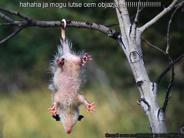 hahaha ja mogu lutse cem objazjana!!!!!!!!!!!!!!!!!!... Котоматрица: hahaha ja mogu lutse cem objazjana!!!!!!!!!!!!!!!!!!