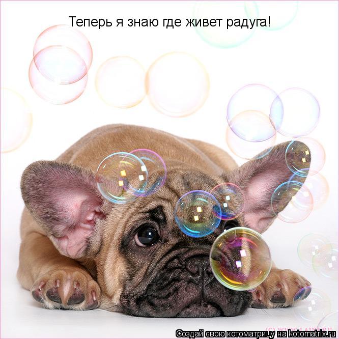 Теперь я знаю где живет радуга!... Котоматрица: Теперь я знаю где живет радуга!
