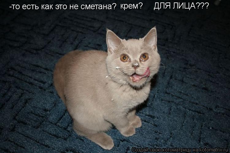 -то есть как это не сметана? крем? ДЛЯ ЛИЦА???... Котоматрица: -то есть как это не сметана? крем? ДЛЯ ЛИЦА???