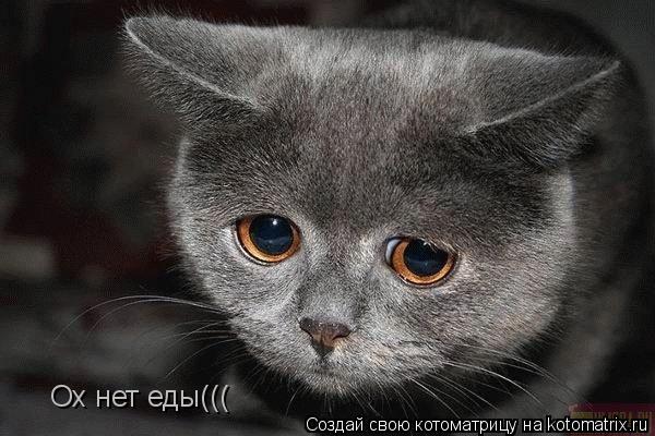 Ох нет еды(((... Котоматрица: Ох нет еды(((