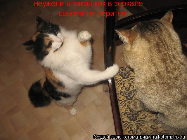 неужели я такая как в зеркале совсем не верится... Котоматрица: неужели я такая как в зеркале совсем не верится