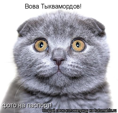 фото на паспорт! Вова Тыквамордов!... Котоматрица: фото на паспорт! Вова Тыквамордов!