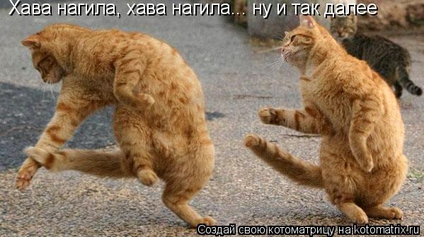 Хава нагила, хава нагила... ну и так далее... Котоматрица: Хава нагила, хава нагила... ну и так далее
