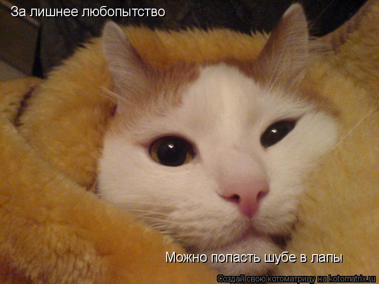 За лишнее любопытство Можно попасть шубе в лапы... Котоматрица: За лишнее любопытство Можно попасть шубе в лапы