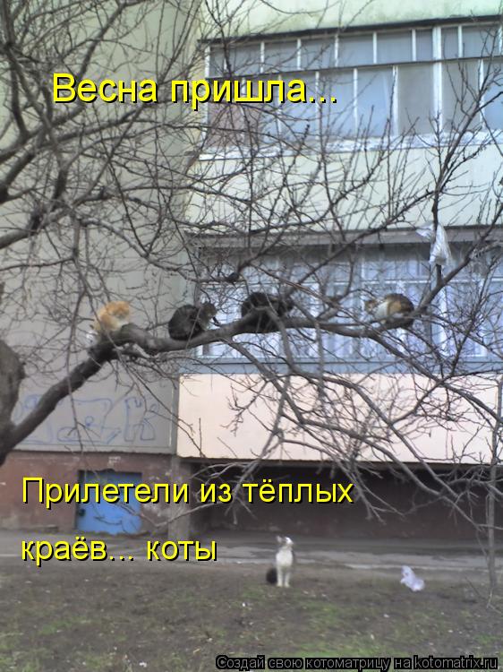 Весна пришла... Прилетели из тёплых краёв... коты... Котоматрица: Весна пришла... Прилетели из тёплых краёв... коты