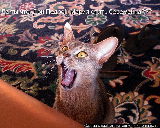 Да ты что, Дон Педро!! Мария опять беременна???... Котоматрица: Да ты что, Дон Педро!! Мария опять беременна???