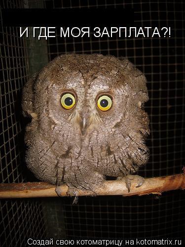 И ГДЕ МОЯ ЗАРПЛАТА?!... Котоматрица: И ГДЕ МОЯ ЗАРПЛАТА?!