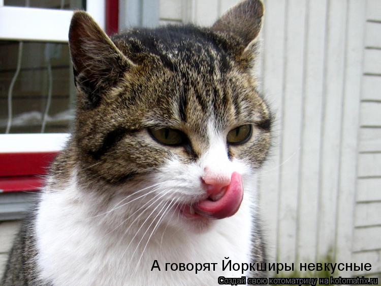 А говорят Йоркширы невкусные... Котоматрица: А говорят Йоркширы невкусные