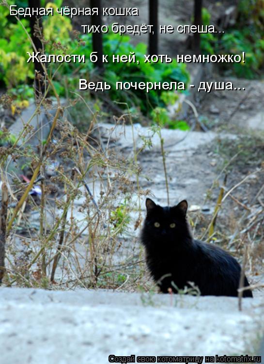 Котоматрица: Бедная чёрная кошка тихо бредёт, не спеша... Жалости б к ней, хоть немножко!  Ведь почернела - душа...
