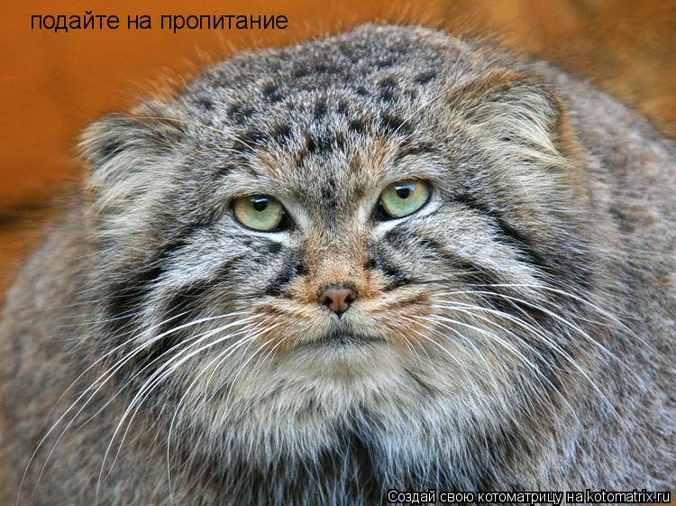 подайте на пропитание... Котоматрица: подайте на пропитание