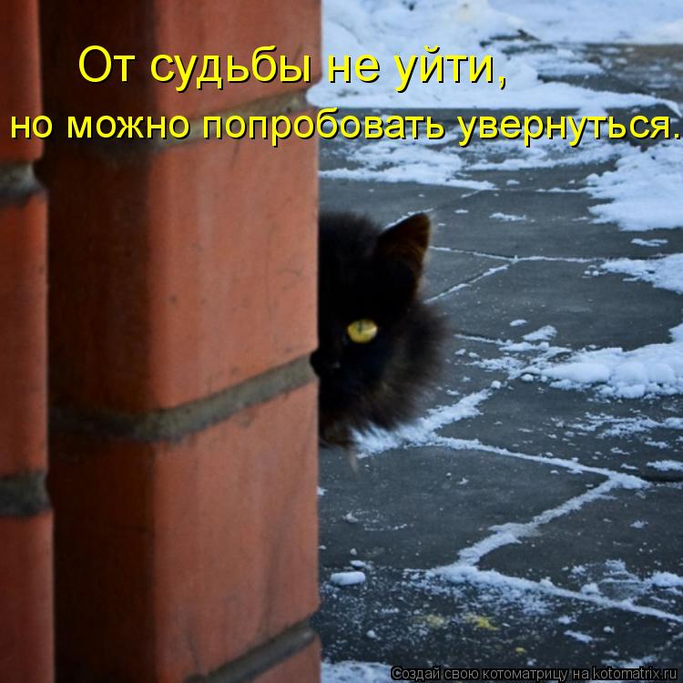 От судьбы не уйти, но можно попробовать увернуться.... Котоматрица: От судьбы не уйти, но можно попробовать увернуться.