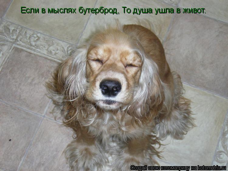 Если в мыслях бутерброд, То душа ушла в живот.... Котоматрица: Если в мыслях бутерброд, То душа ушла в живот.