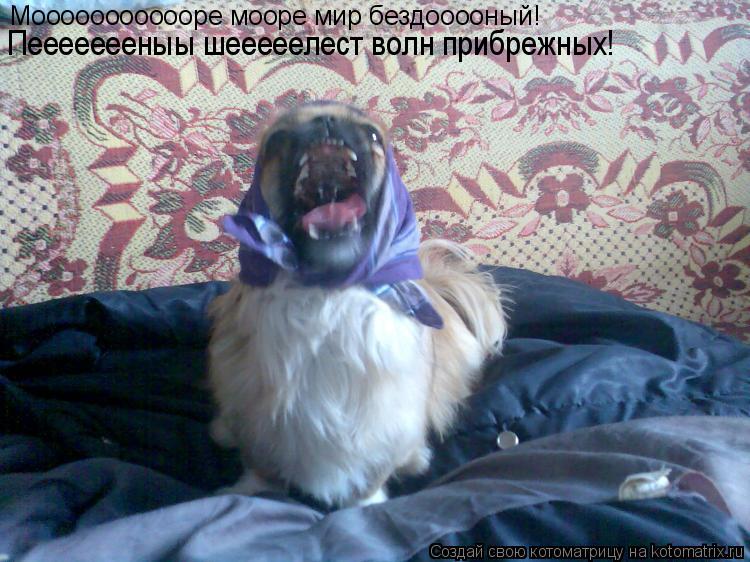 Моооооооооооре мооре мир бездооооный! Пеееееееныы шееееелест волн прибрежных!... Котоматрица: Моооооооооооре мооре мир бездооооный! Пеееееееныы шееееелест волн прибрежных!