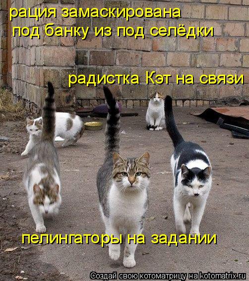пелингаторы на задании радистка Кэт на связи рация замаскирована под банку из под селёдки... Котоматрица: пелингаторы на задании радистка Кэт на связи рация замаскирована под банку из под селёдки