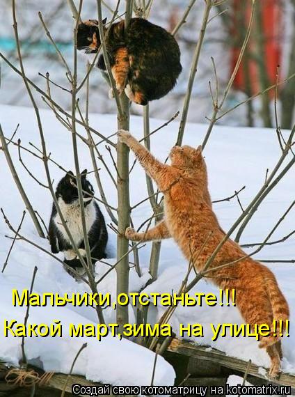 Мальчики,отстаньте!!! Какой март,зима на улице!!!... Котоматрица: Мальчики,отстаньте!!! Какой март,зима на улице!!!