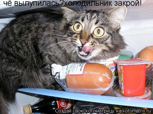 чё вылупилась?холодильник закрой!... Котоматрица: чё вылупилась?холодильник закрой!