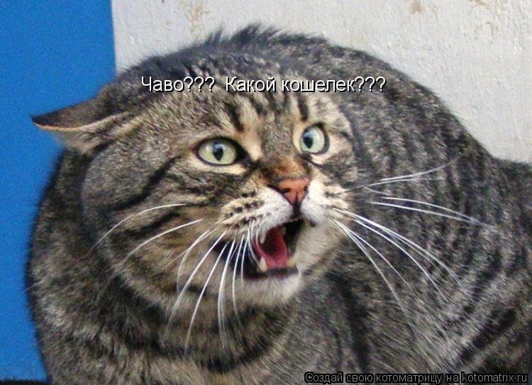 Чаво??? Какой кошелек???... Котоматрица: Чаво??? Какой кошелек???
