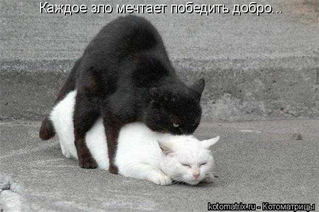 Каждое зло мечтает победить добро...... Котоматрица: Каждое зло мечтает победить добро...