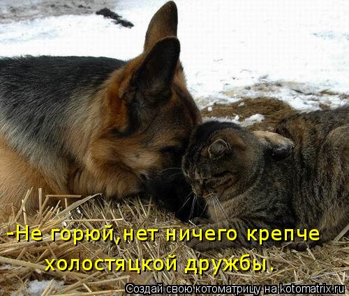 -Не горюй,нет ничего крепче холостяцкой дружбы.... Котоматрица: -Не горюй,нет ничего крепче холостяцкой дружбы.